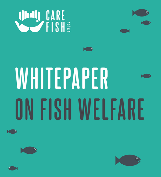 Carefish/catch News image